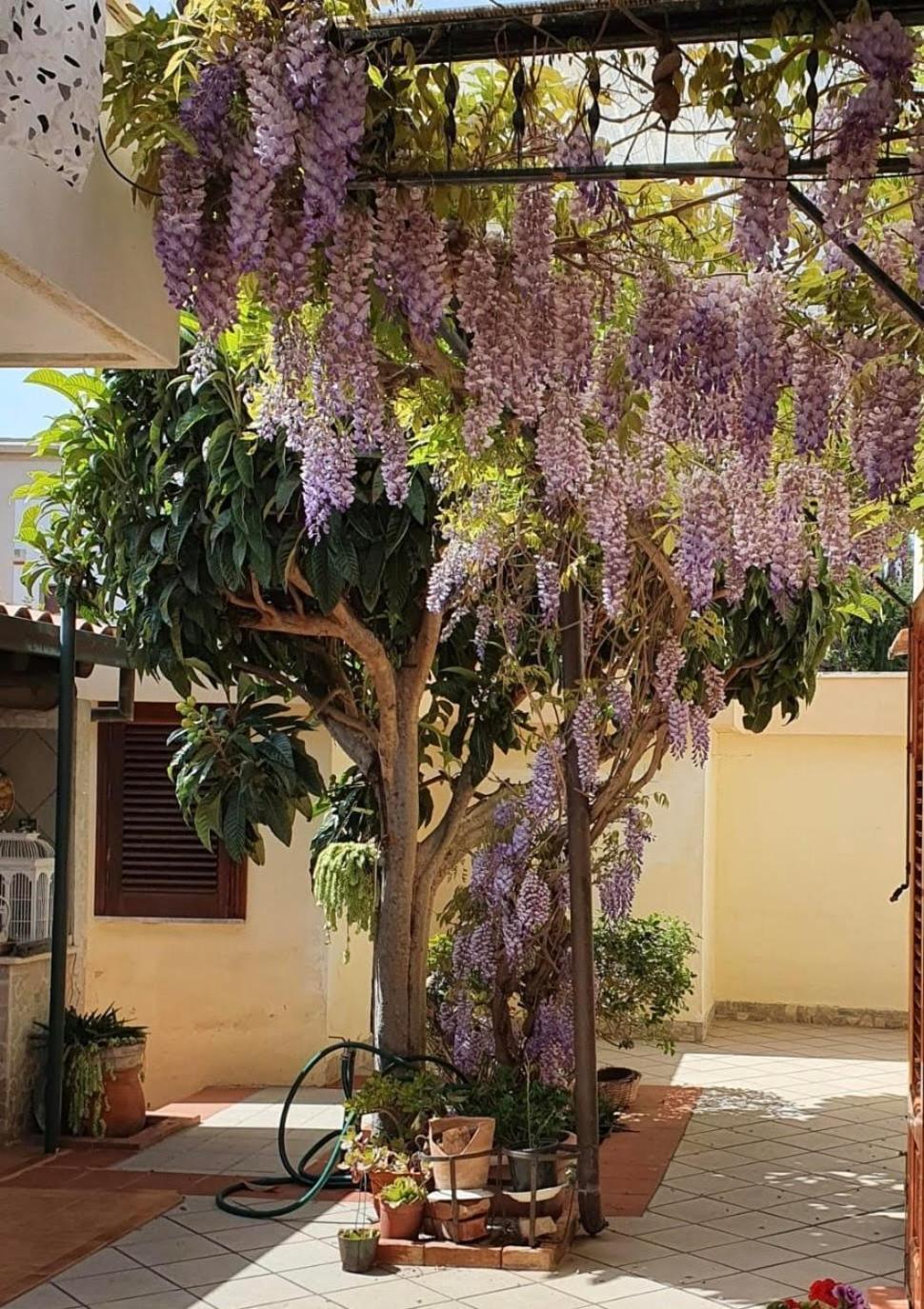 La depandance di Villa Rosa locazioni brevi Mondello Esterno foto